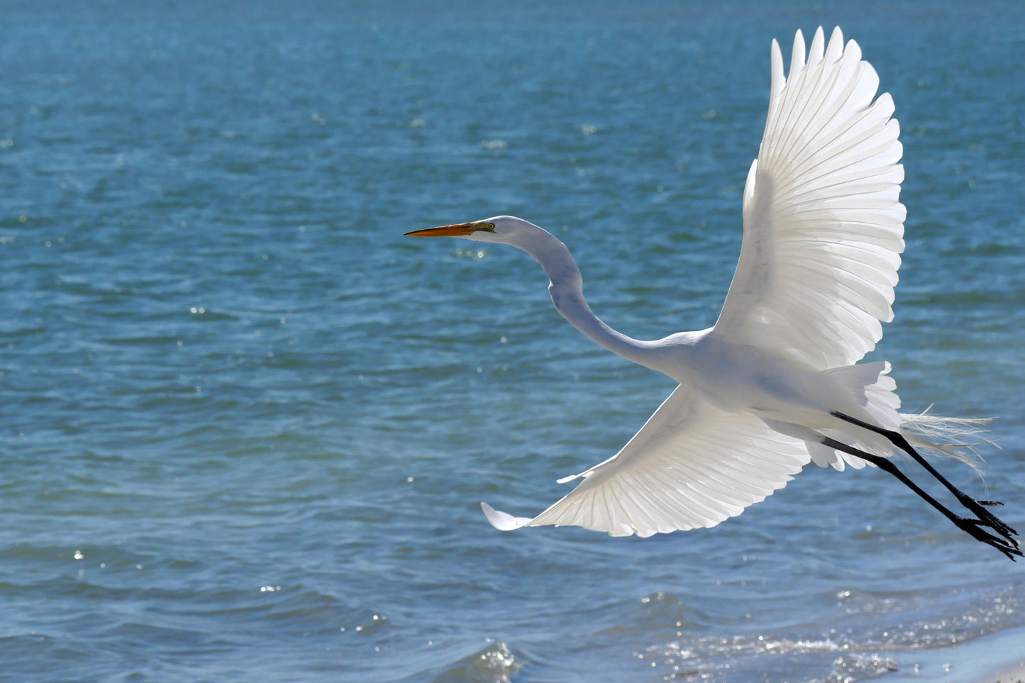 Great White Egret (Abu Seba Beach)