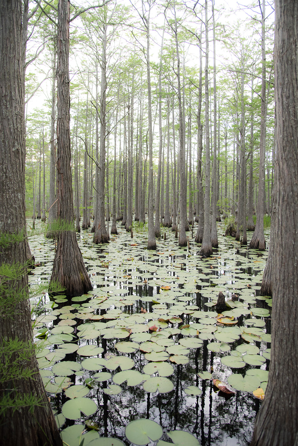 Forest Swamp