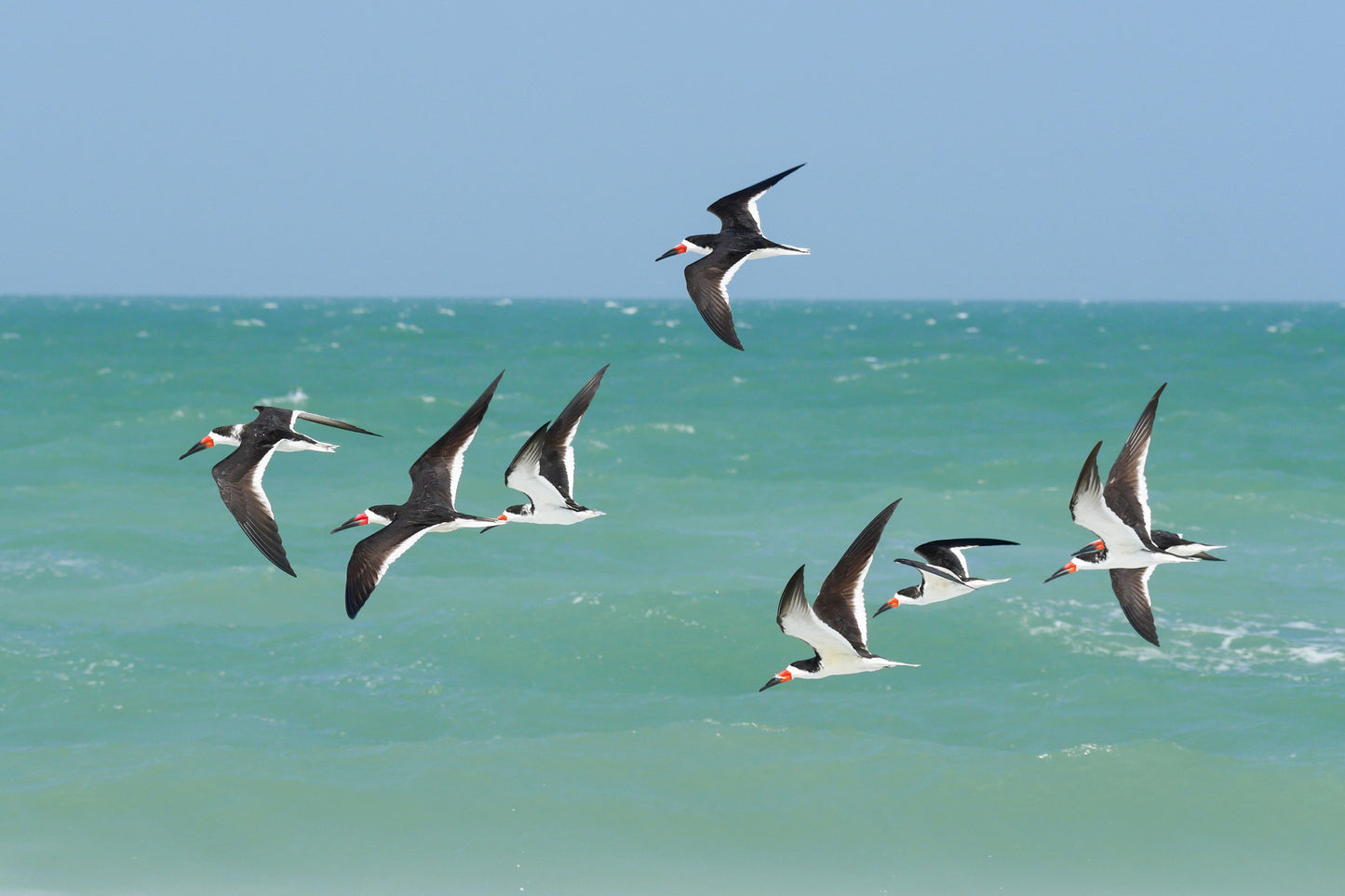 Skimmers (Fort DeSoto)
