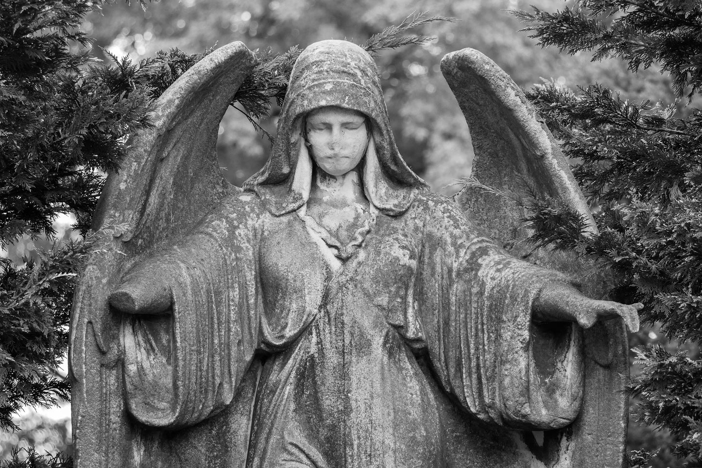 Angel Arms (Brooklyn)