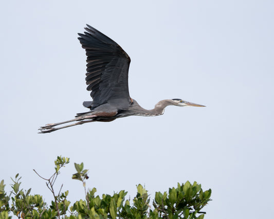 Great Blue Heron (Pinellas National Wildlife Refuge)