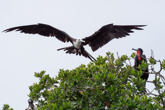 Magnificent Frigate Birds (Pinellas National Wildlife Refuge)