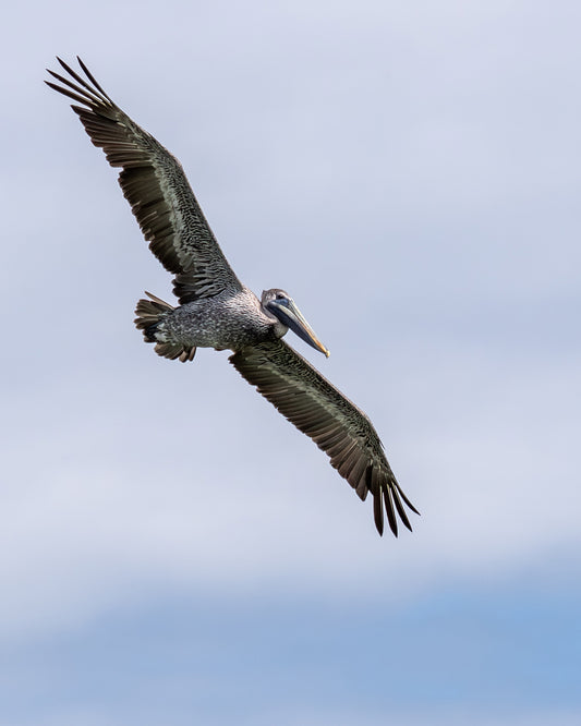 Brown Pelican (Pinellas National Wildlife Refuge)