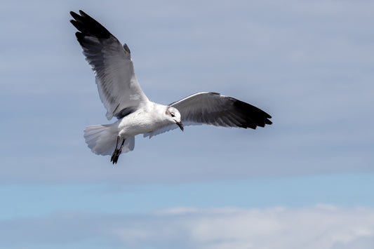 Laughing Gull (Pinellas National Wildlife Refuge)