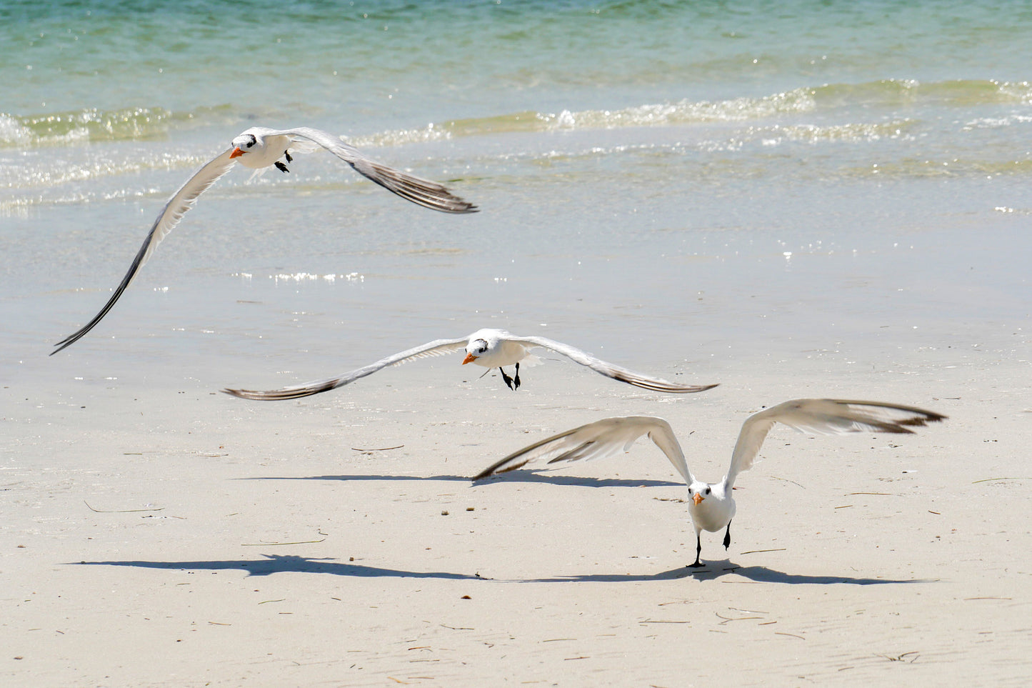 Three Terns (Three Rooker Island)