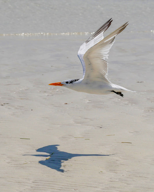 Royal Tern Shadow (Three Rooker Island)