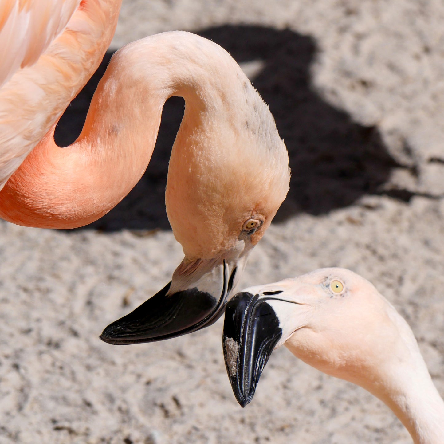 Flamingo Kiss (Sunken Gardens)
