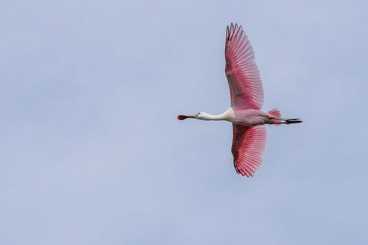 Roseate Spoonbill (St. Joseph Sound)