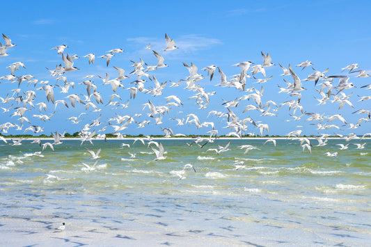 Flock of Terns (Honeymoon Island)