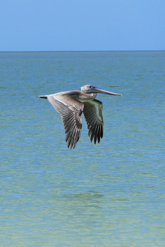 Brown Pelican (Honeymoon Island)