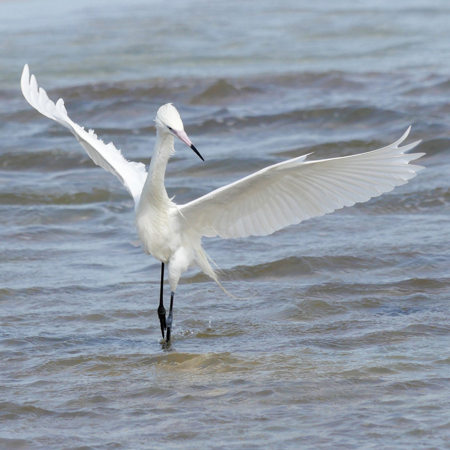 Reddish Egret White Morph (Fort DeSoto)