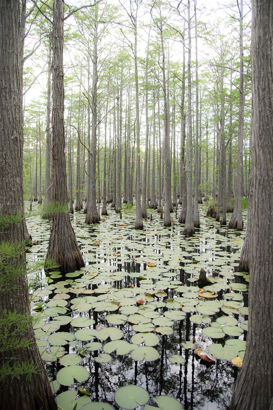 Forest Swamp