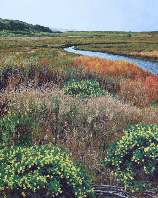 Bodega Bay Marshlands